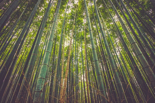 bamboo-tree