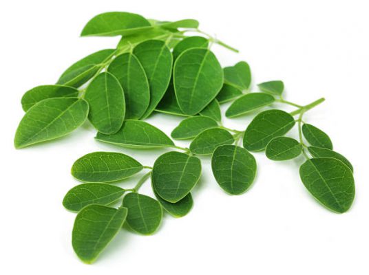 moringa-leaf